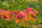 USA, Minnesota, Superior National Forest. Autumn colors in maple tree. Art Print